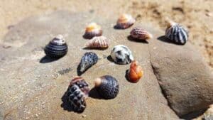 Expensive Seashells Found in Australia At The Beach