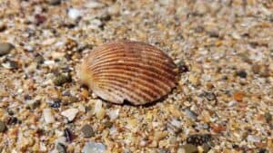 Expensive Seashells Found in Australia At The Beach