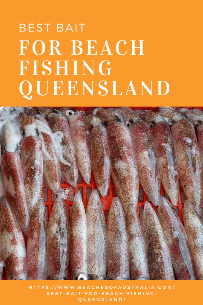 Best Bait For Beach Fishing Queensland