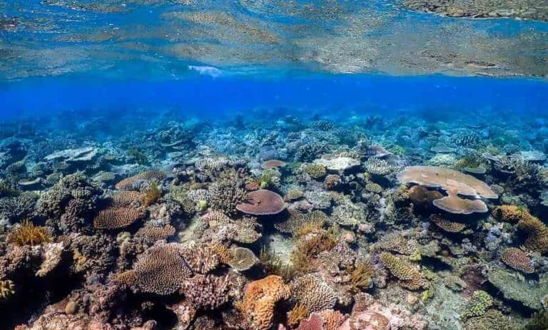 Great Barrier Reef Questions Test Your Knowledge